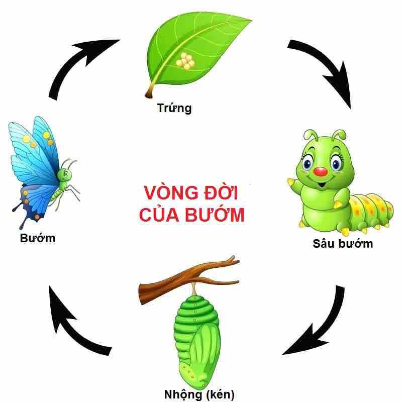 Vẽ sợ đồ vòng đời của bướm và ruồi? - Bùi Vinh