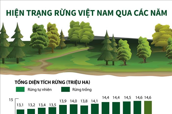 Hiện trạng rừng Việt Nam qua các năm | Báo Dân tộc và Phát triển