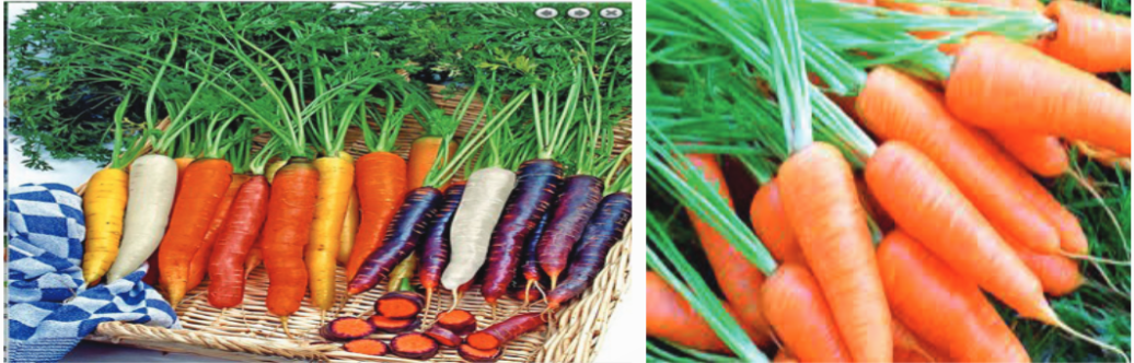 A close-up of carrots

Description automatically generated