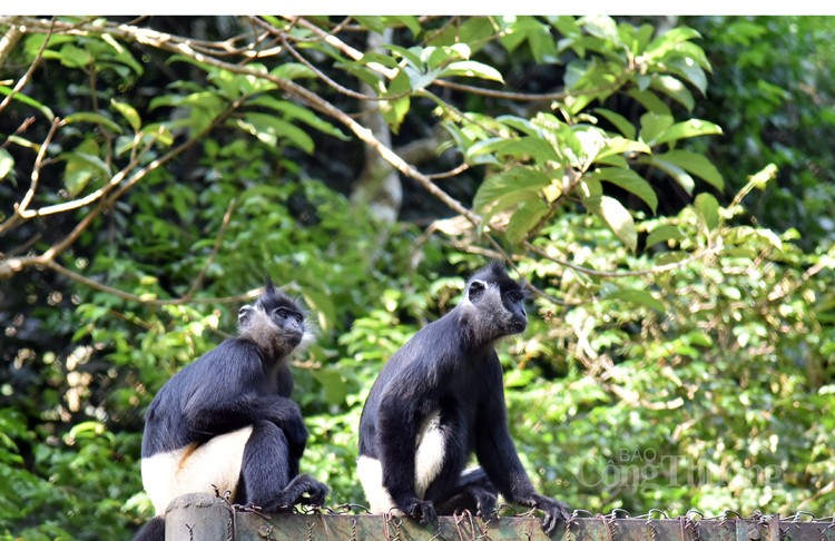 Vườn Quốc gia Cúc Phương tái thả hàng nghìn động vật hoang dã, quý hiếm