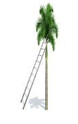 A ladder leaning on a palm tree

Description automatically generated