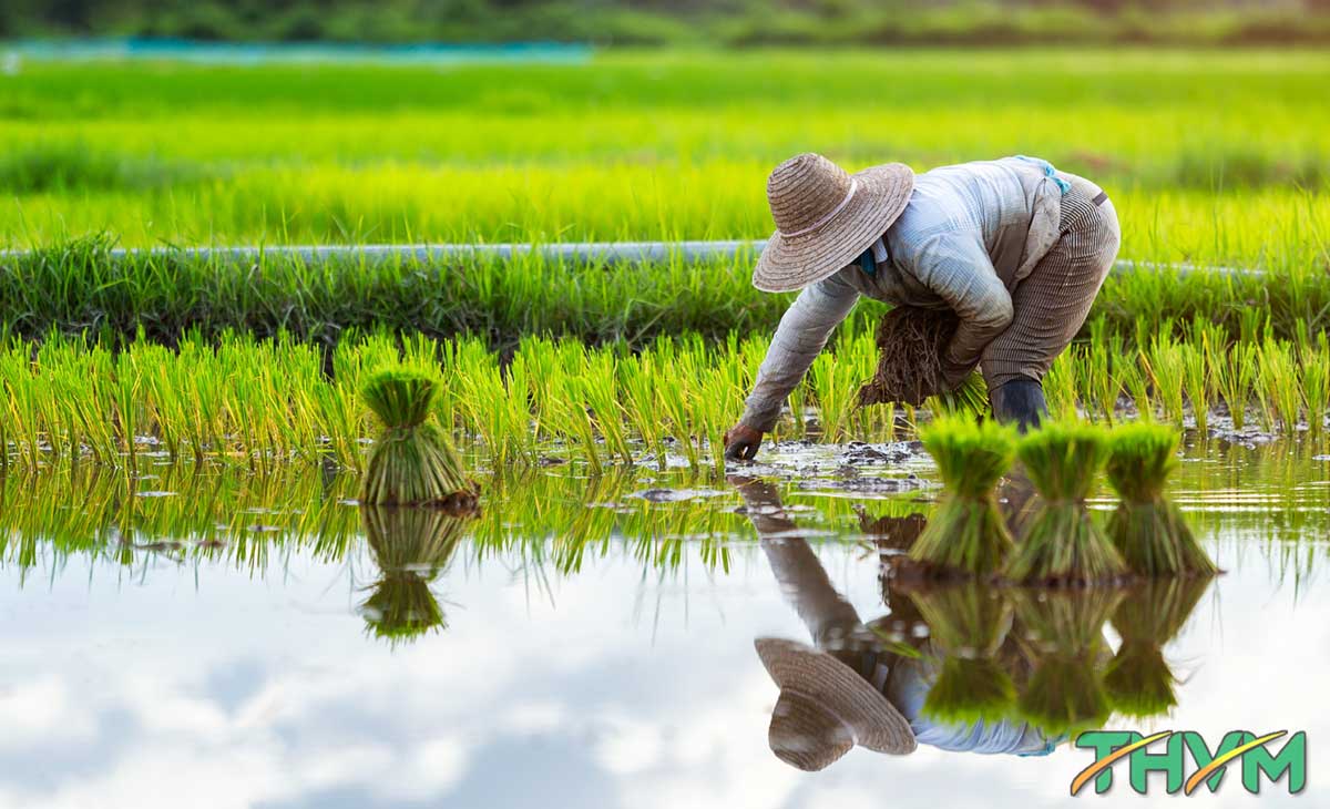 Nông nghiệp lúa nước: Lịch sử, Phương pháp và Tác động đến Môi trường