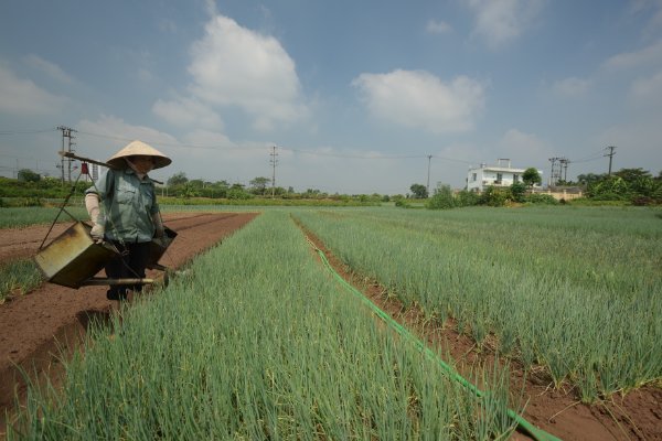 ĐẤT PHÙ SA Ở HÀ NỘI ĐỐI VỚI VIỆC HÌNH THÀNH VÙNG CÂY TRỒNG CHUYÊN CANH