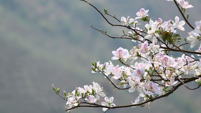 Ý nghĩa hoa ban trắng - Cách trồng và cách chăm sóc chi tiết