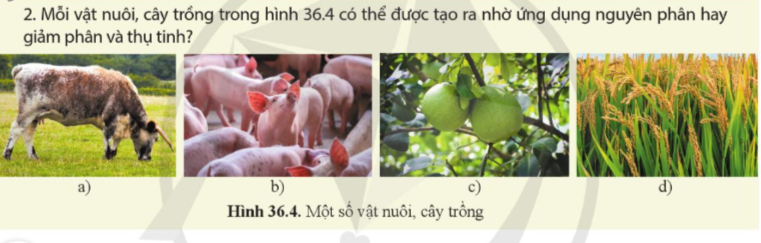 A group of pigs on a tree

Description automatically generated