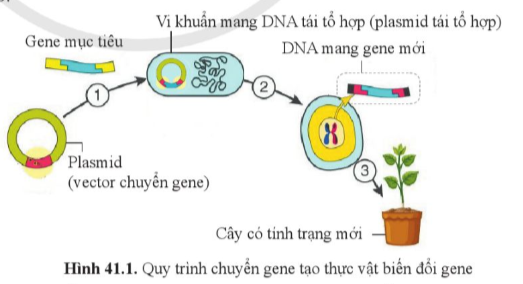 A diagram of a plant

Description automatically generated