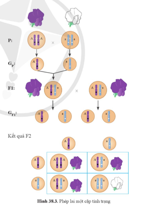 A diagram of a cell division

Description automatically generated