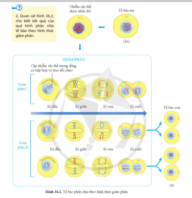 A diagram of cell division

Description automatically generated