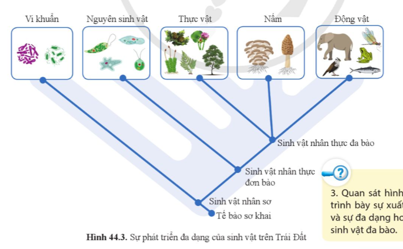 A diagram of a plant life cycle

Description automatically generated