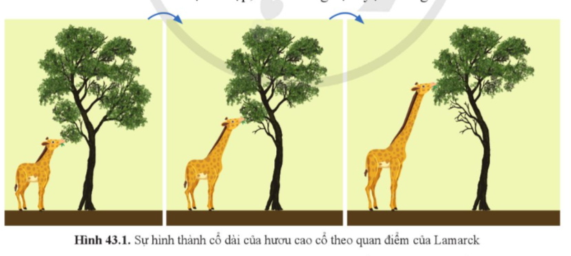 A giraffe eating a tree

Description automatically generated