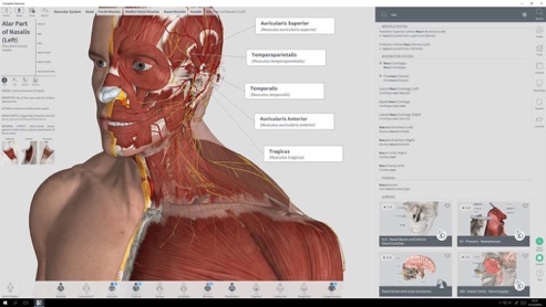 Human anatomy atlas for windows desktop - simplydelta