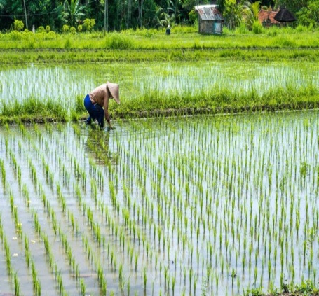 Phương pháp canh tác mới có thể làm thay đổi 5.000 năm kinh nghiệm trồng lúa