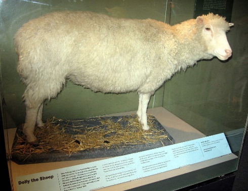 A stuffed sheep in a glass case

Description automatically generated