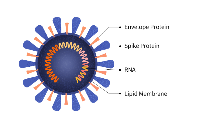 A diagram of a virus

Description automatically generated