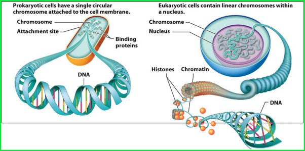 A diagram of a cell membrane

Description automatically generated