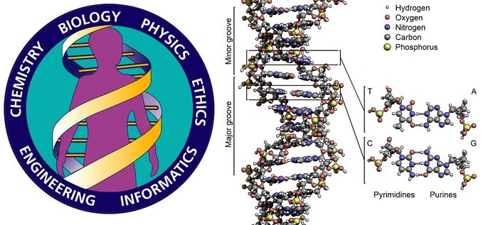 A diagram of a dna strand

Description automatically generated