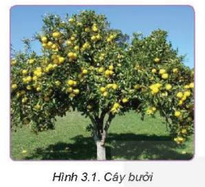 A tree with yellow fruits on it

Description automatically generated