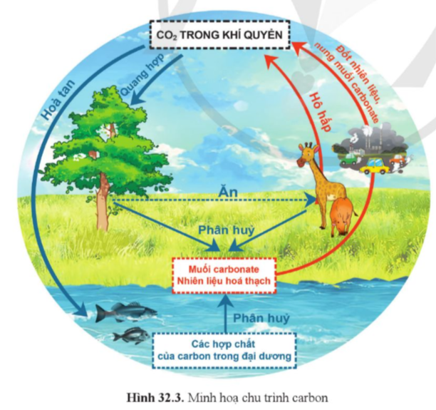 A diagram of a carbon dioxide cycle

Description automatically generated