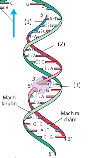 A diagram of a dna

Description automatically generated