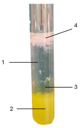 A test tube with yellow liquid

Description automatically generated