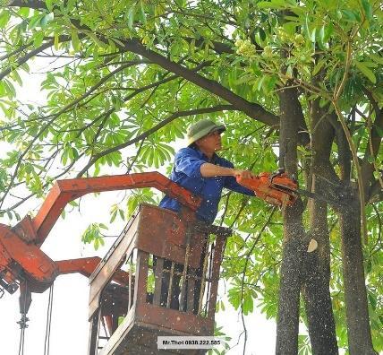 Dịch Vụ Cưa Cây, Chặt Cây - Công Ty TNHH TM DV Cây Xanh Hoàng Nhật Minh