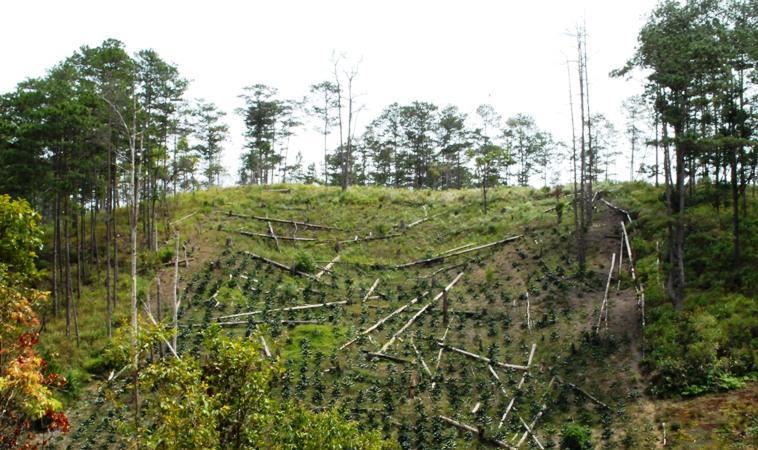 A tree plantation on a hill

Description automatically generated