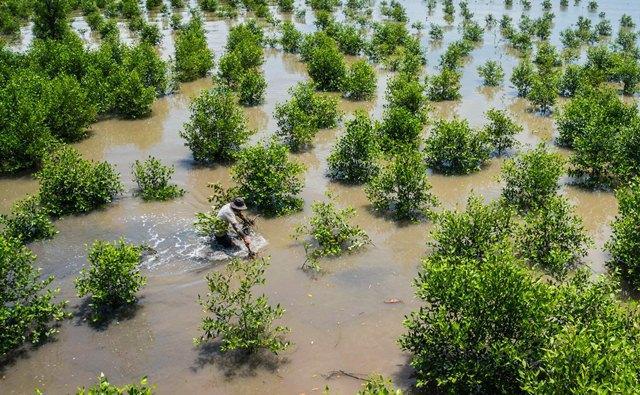 Rừng phòng hộ ven biển Tây