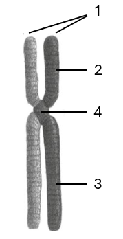 A close-up of a cell

Description automatically generated