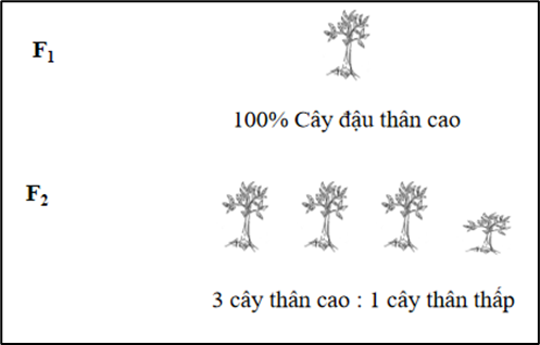 A group of trees with text

Description automatically generated