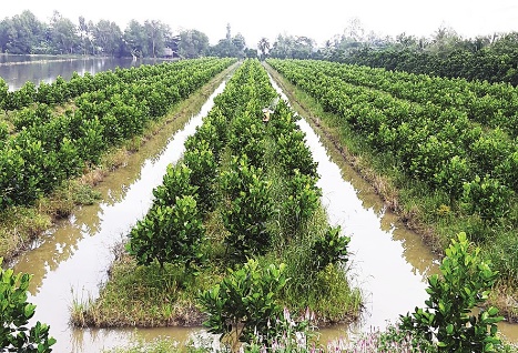 Đồng bằng sông Cửu Long: Quy hoạch mở rộng vùng cây ăn trái - Nông thôn Việt