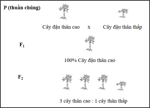A diagram of trees with text

Description automatically generated