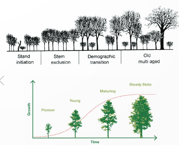 A diagram of trees and a diagram of growth

Description automatically generated