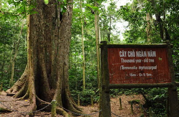 Tour Hà Nội - Rừng cúc phương - thăm cây chò ngàn năm, động người xưa |  CÔNG TY TNHH DU LỊCH VÀ LỮ HÀNH HẢI ÂU VIỆT