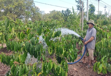 Xã Ea Tar đối mặt với nguy cơ thiếu hụt nguồn nước để tưới cho các loại cây  trồng