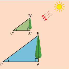 A diagram of a triangle with a tree and the sun

Description automatically generated