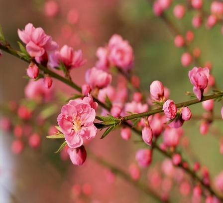 A close up of pink flowers

Description automatically generated with medium confidence