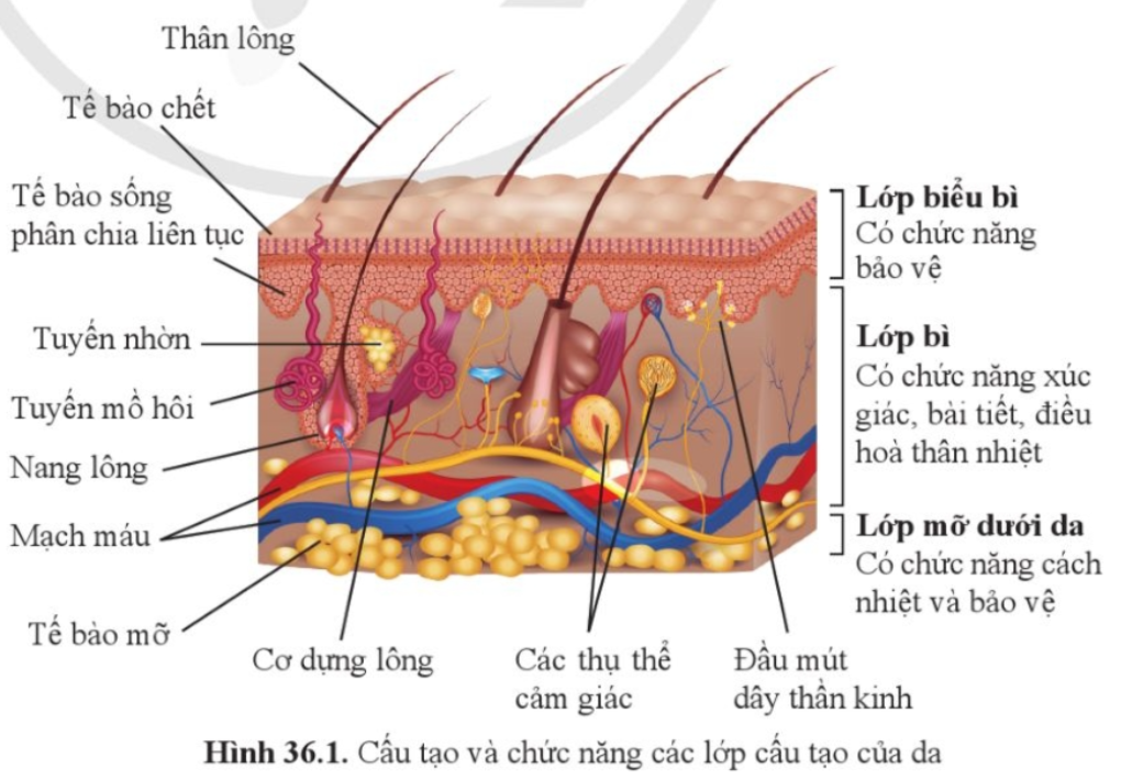 A diagram of skin anatomy

Description automatically generated