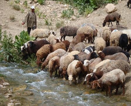 Chăn thả quá mức – Wikipedia tiếng Việt