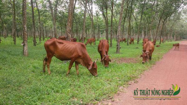 Mô hình nuôi bò bán công nghiệp ở nông thôn - Kỹ Thuật Nông Nghiệp