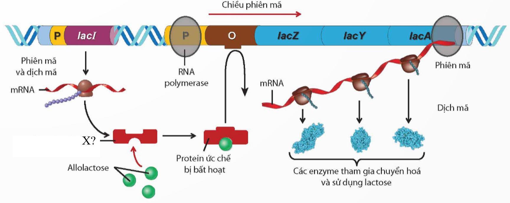 A diagram of a dna molecule

Description automatically generated