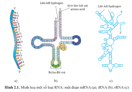 A diagram of a molecule

Description automatically generated