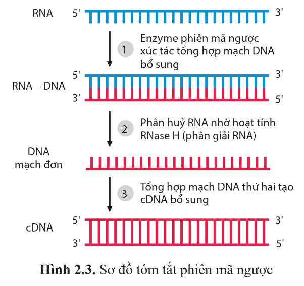 A diagram of dna sequence

Description automatically generated