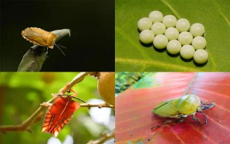 A close-up of different insects

Description automatically generated