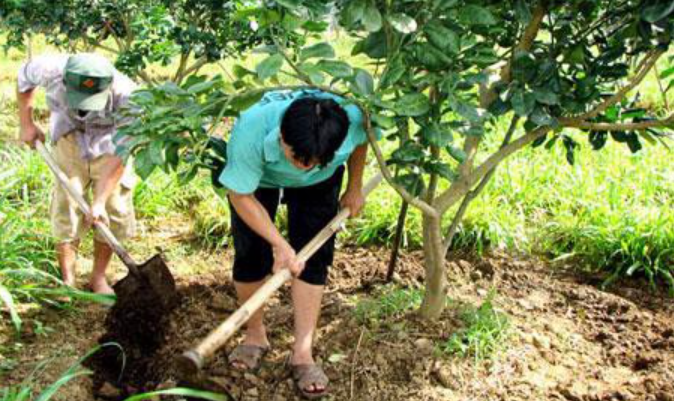 A person digging in the ground

Description automatically generated