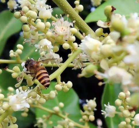 A bee on a flower

Description automatically generated