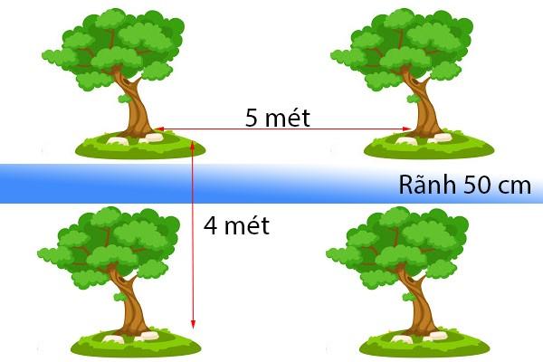 https://giongcaytrong.org/uploads/kt-trong-cay/khoang-cach-trong-buoi-da-xanh-4x5-m.jpg