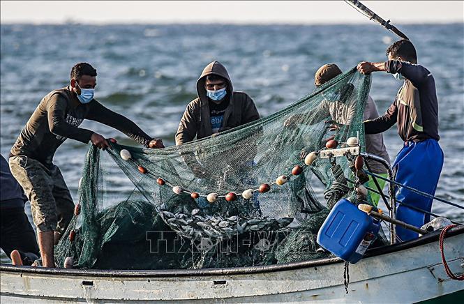 WTO hy vọng đạt thỏa thuận toàn cầu về giảm trợ cấp đánh bắt cá |  baotintuc.vn