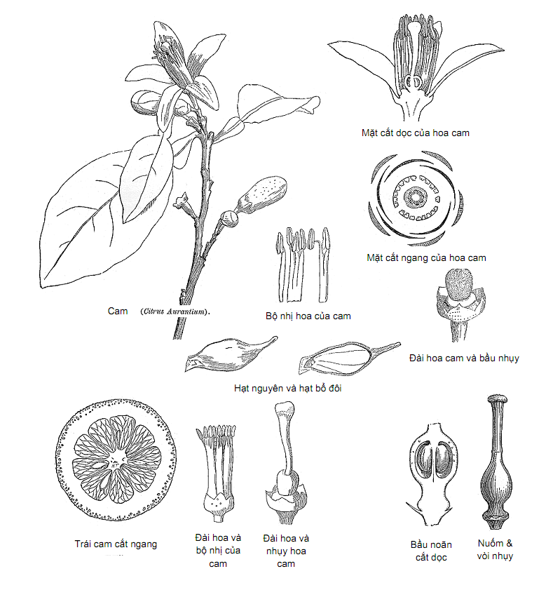 Cây có múi – AnBIO.vn | Agriculture Natural Biotechnology