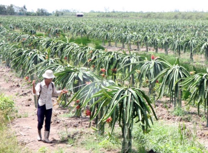 Liên kết để khai thác tiềm năng đồng bằng sông Cửu Long