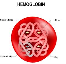 Xét nghiệm điện di huyết sắc tố (hemoglobin) có ý nghĩa gì? - YouMed